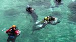 Diving Sepuas Hati di Kepulauan Derawan