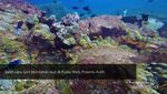 Diving yang Tak Terlupakan di Ujung Barat Indonesia