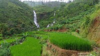 Untuk menuju Curug Sejajar para Traveler akan melewati bedeng persawahan di antara perbukitan yang hijau.