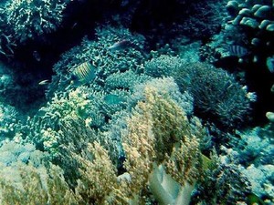 Dua Pulau Cantik untuk Diving di Sulawesi Selatan