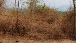 Duh! Sedihnya Melihat Hutan Rusak di Pulau Moyo