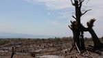 Duh! Sedihnya Melihat Hutan Rusak di Pulau Moyo