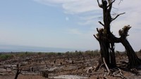 Pohon kering ini adalah saksi bisu pembalakan liar.
