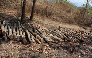 Duh! Sedihnya Melihat Hutan Rusak di Pulau Moyo