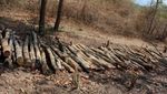 Duh! Sedihnya Melihat Hutan Rusak di Pulau Moyo