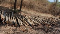 Tumpukan kayu hasil pembabatan hutan.