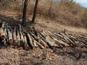 Duh! Sedihnya Melihat Hutan Rusak di Pulau Moyo