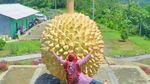 Durian Raksasa di Kulonprogo