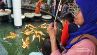 kolam ikan koi