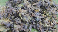 Cemilan ini terbuat dari bunga Butterfly Pea (dok. Adhie Ichsan/detikHot)