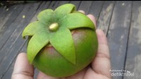 Buah mangrove yang banyak dibuat minuman segar oleh para pedagang