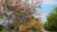 Landscape at Bagan, selain padang sabana yang terhampar di sepanjang Bagan ada juga beberapa spot foto seperti bunga sakura begini, cantik ya!