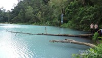 Akar pohon yang menjorok ke telaga
