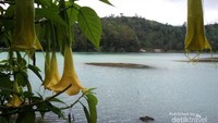 Air Telaga Warna yang tampak berwarna biru
