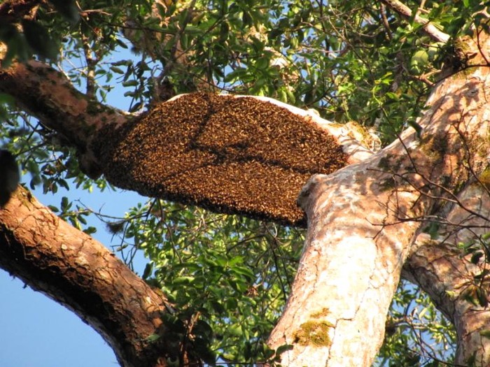 Eksplorasi Alam Meliau