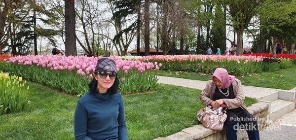 Kawan seperjalanan dengan latar belakang bunga Tulip berwarna merah muda