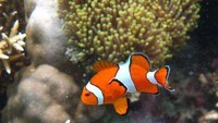 Lucunya ikan nemo di Karimunjawa (agneshia christa/dTraveler)