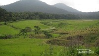 Padang rumput yang hijau