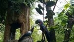 Fauna Land Ancol, Rasanya Seperti di Hutan