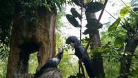Burung yang asyik bercengkerama