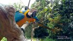 Fauna Land Ancol, Rasanya Seperti di Hutan