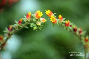 Flower Dome di Singapura, Keren!