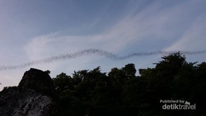 Formasi Burung yang Unik di Gresik