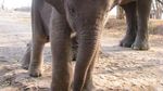 Gajah-gajah Lucu di Way Kambas