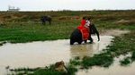 Gajah-gajah Lucu di Way Kambas