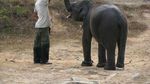Gajah-gajah Lucu di Way Kambas