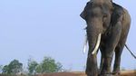 Gajah-gajah Lucu di Way Kambas