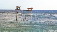 Terdapat 2 ayunan di pantai ini, apabila kalian tidak mau basah-basahan maka opsi ayunan dipinggir pantai dapat dipakai untuk objek fotomu.