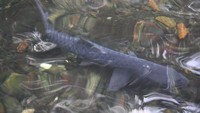 Ikan Dewa di Cibulan