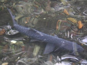 Geli-geli Sedap! Terapi Ikan di Kolam Cigugur