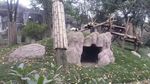 Gemas! Melihat Lucunya Aksi Panda di Chengdu