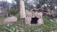 Panda sedang bersantai dan bermain