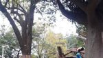 Gemas! Melihat Lucunya Aksi Panda di Chengdu