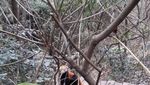 Gemas! Melihat Lucunya Aksi Panda di Chengdu