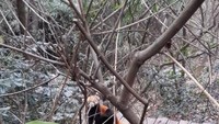 Panda merah yang sedang bersantai