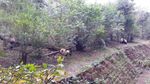 Gemas! Melihat Lucunya Aksi Panda di Chengdu