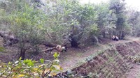 Panda yang sedang bermain-main