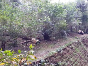 Gemas! Melihat Lucunya Aksi Panda di Chengdu