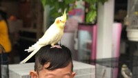 Burung dan ular di rumah Anjing Bandung