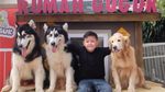 Gemasnya Anjing-Anjing Di Rumah Guguk Lembang Bandung