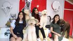 Gemasnya Anjing-Anjing Di Rumah Guguk Lembang Bandung