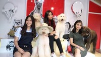 Rumah Anjing Lembang