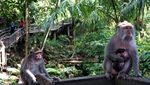 Gemasnya Monyet di Ubud Monkey Forest