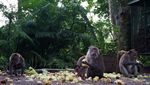 Gemasnya Monyet di Ubud Monkey Forest