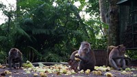 Beberapa kera sedang asik menyantap jagung yang disediakan petugas