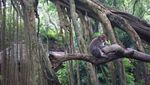 Gemasnya Monyet di Ubud Monkey Forest